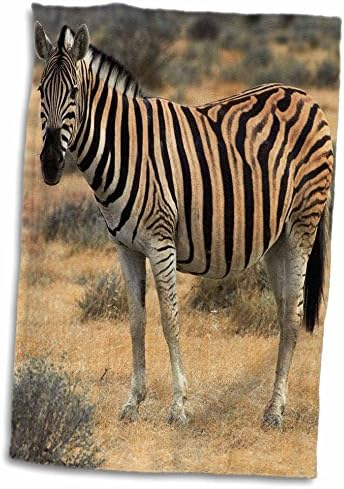3drose Burchells Zebra, Burchellii, Etosha NP, Namibija, Afrika. - Ručnici