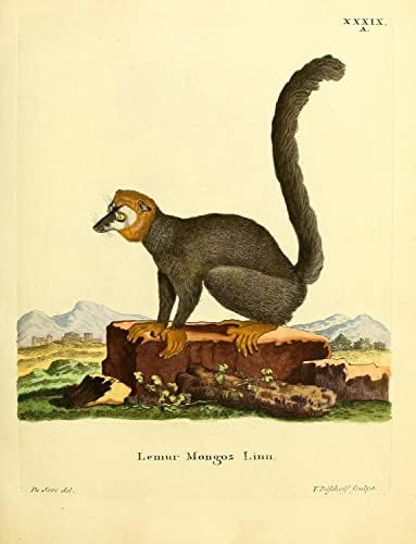 Mongoose Lemur Primate Monkey Vintage Wildlife učionica ured dekor Zoologija Antique Illustration Fine Art