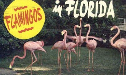 Razno, Florida razglednica