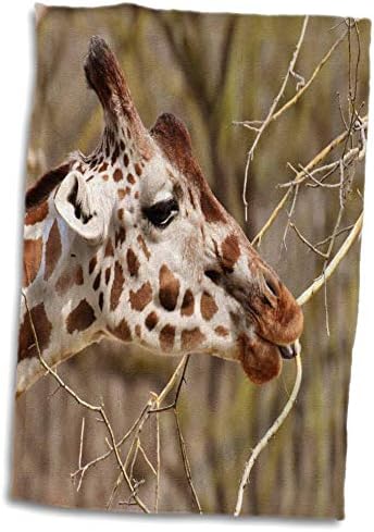 3drose slatka žirafa žvakanja na firn Wildlife fotografija - ručnici